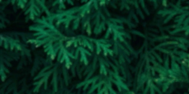 Close-up of green pine tree branches