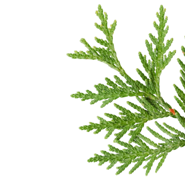 CEDAR LEAF